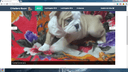 First Personal Project – Bulldog Kennel Website